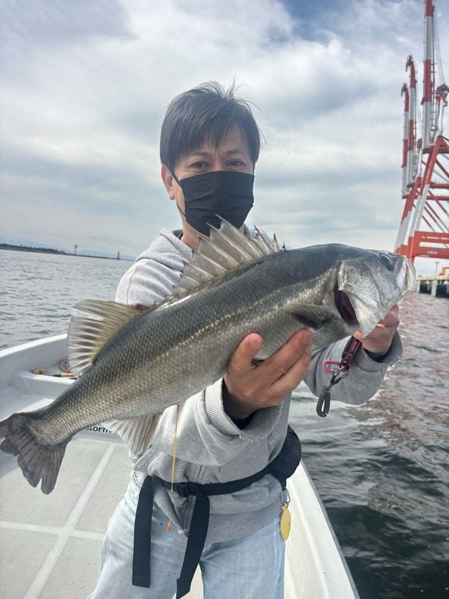 シーバス(スズキ)