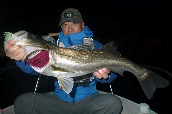 シーバス(スズキ)