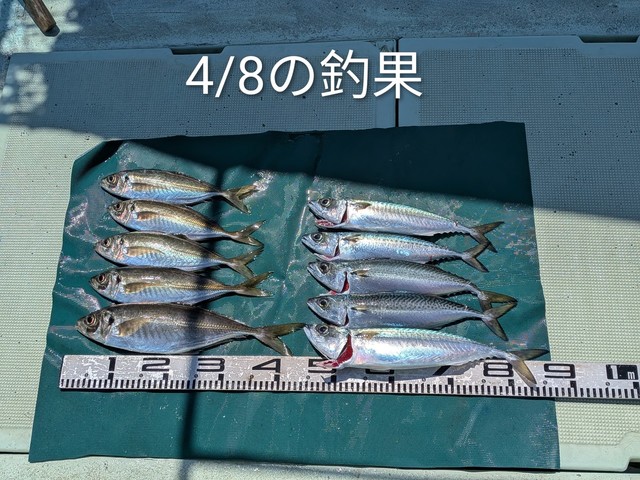 マアジ・マサバ