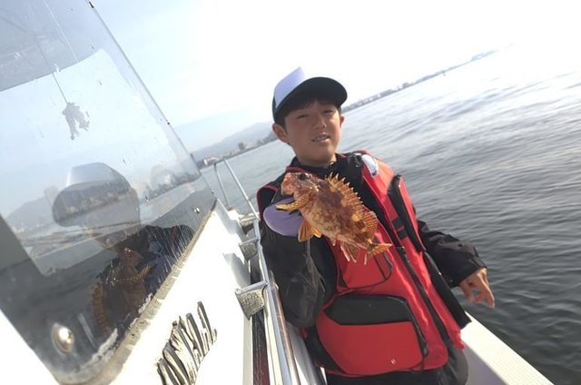 ガシラ(カサゴ)