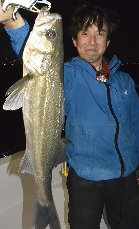 シーバス(スズキ)