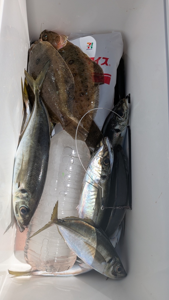 アジ(マアジ)・ムシガレイ