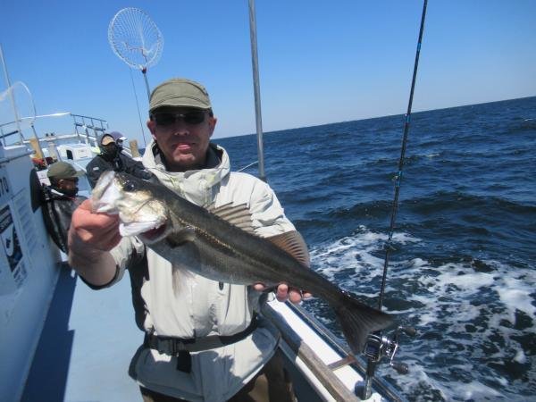 シーバス(スズキ)