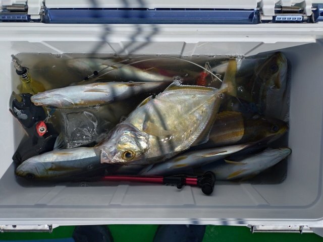 アジ(マアジ)・カイワリ