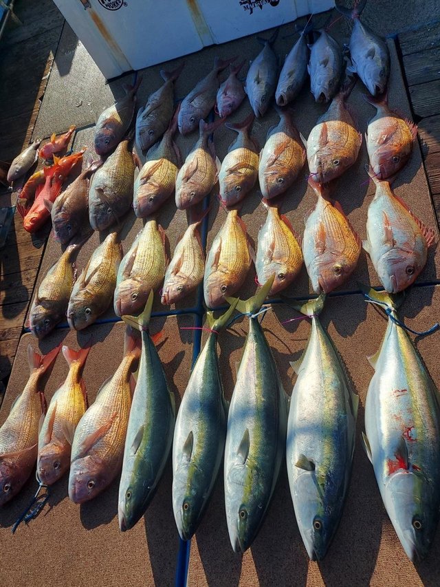 マダイ・ブリ・アラカブ(カサゴ)