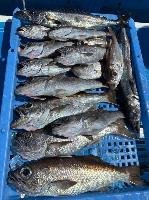 クロムツ・スミヤキ(クロシビカマス)