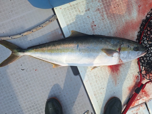 ヒラス(ヒラマサ)