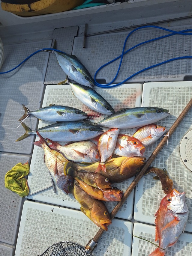 ヒラス(ヒラマサ)