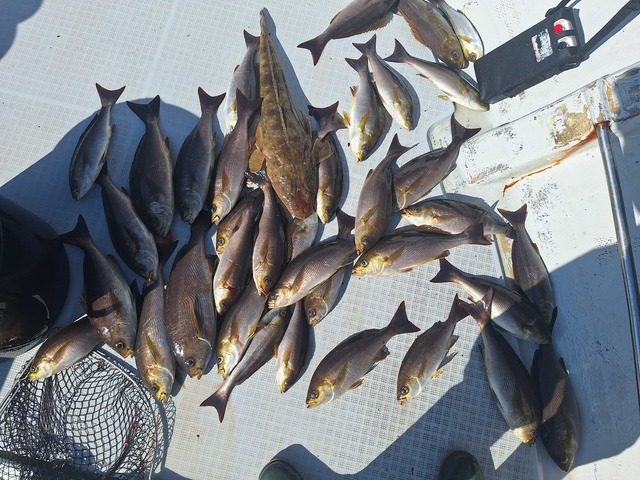 イサキ・マゴチ