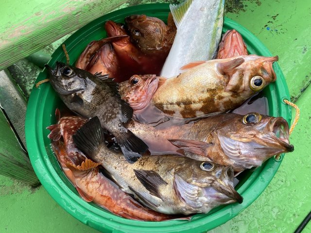 カサゴ・メバル