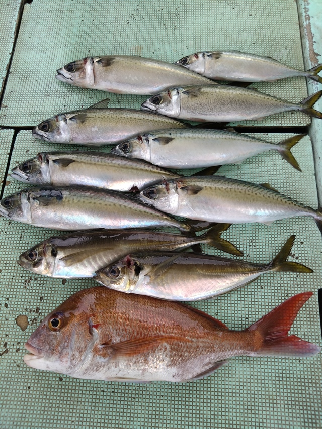 タイ(マダイ)・アジ(マアジ)・サバ(マサバ)