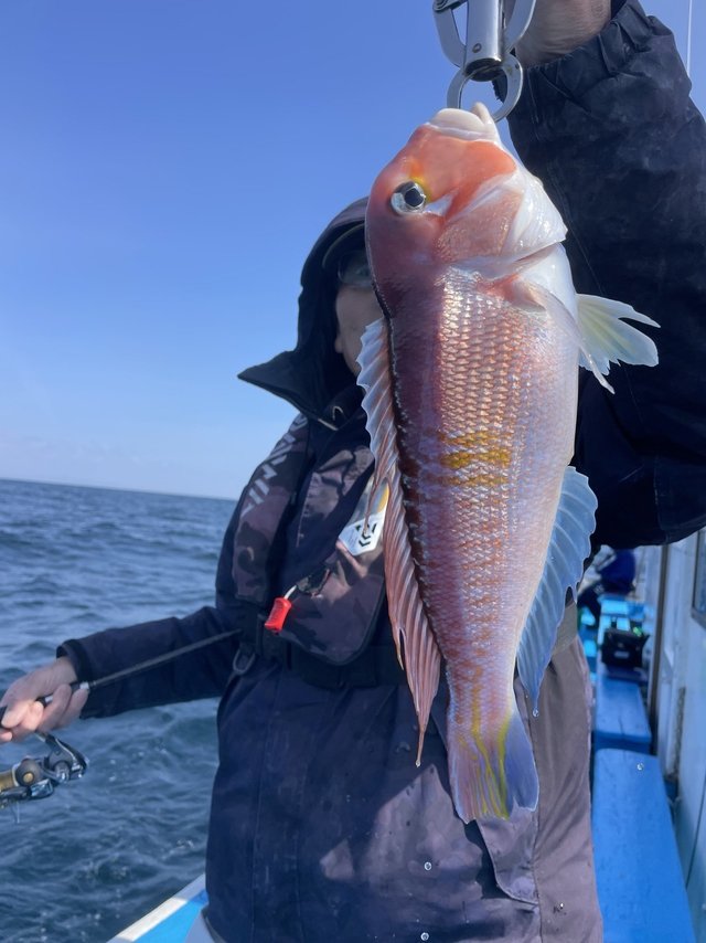 アマダイ(アカアマダイ)