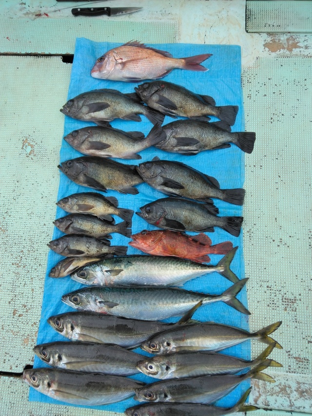 マダイ・マアジ・マサバ・ガシラ(カサゴ)・メバル