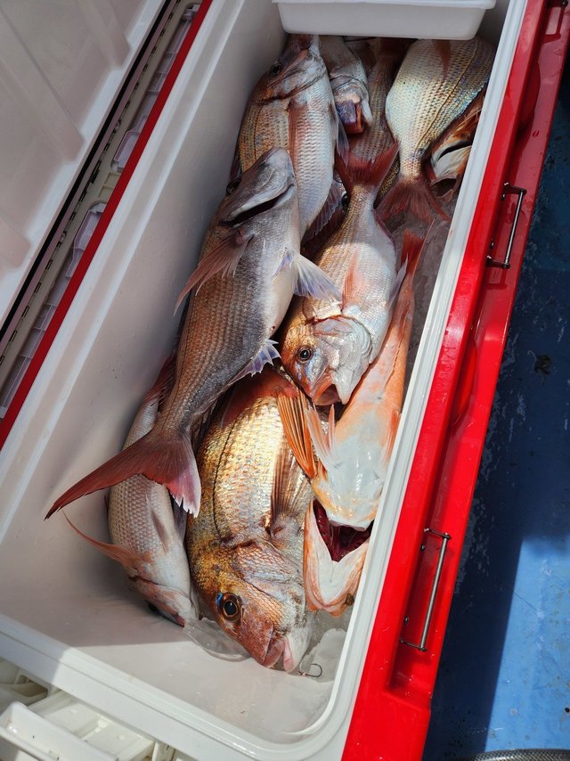 マダイ・ハナダイ(チダイ)・ホウボウ