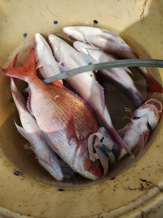 マダイ・ハナダイ(チダイ)