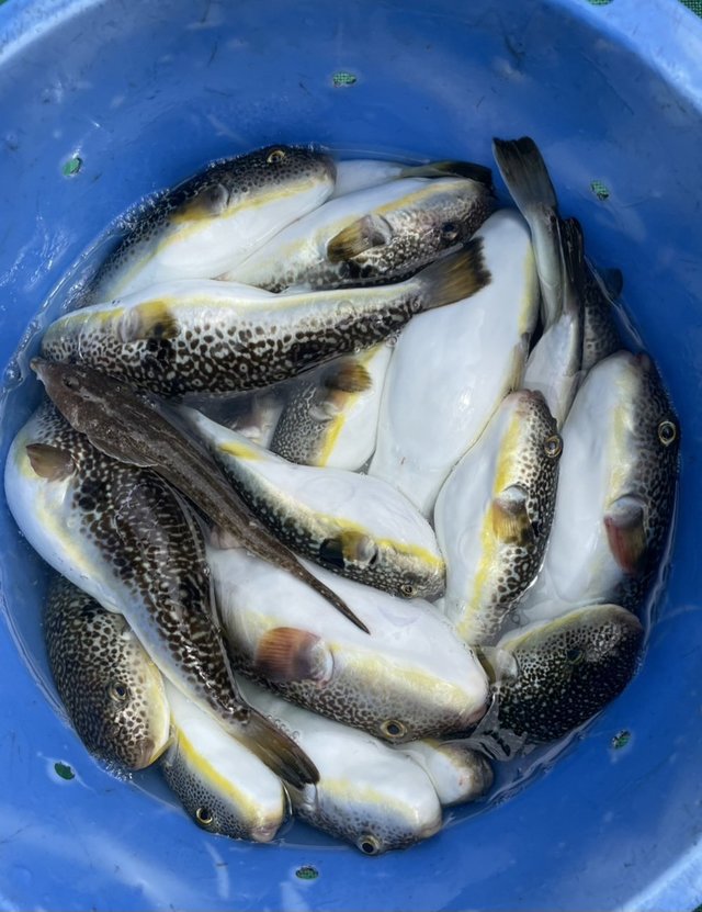 ショウサイフグ