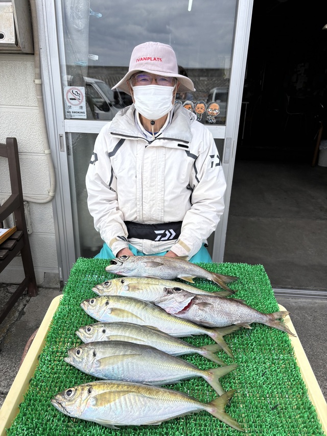 アジ(マアジ)
