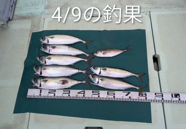 マアジ・マサバ