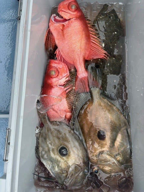 キントキ(チカメキントキ)・マトウダイ