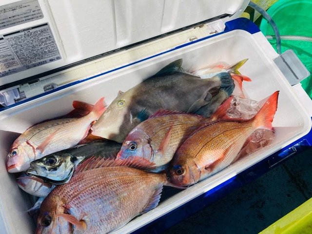 ハナダイ(チダイ)・アジ(マアジ)・ウマヅラハゲ(ウマヅラハギ)