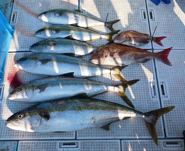 マダイ・ヒラマサ