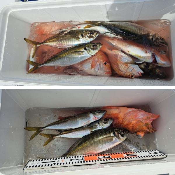 キダイ・アジ(マアジ)・アマダイ(アカアマダイ)・カンコ(ウッカリカサゴ)