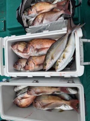 マダイ・シラタイ(ヘダイ)・シオ(カンパチ)