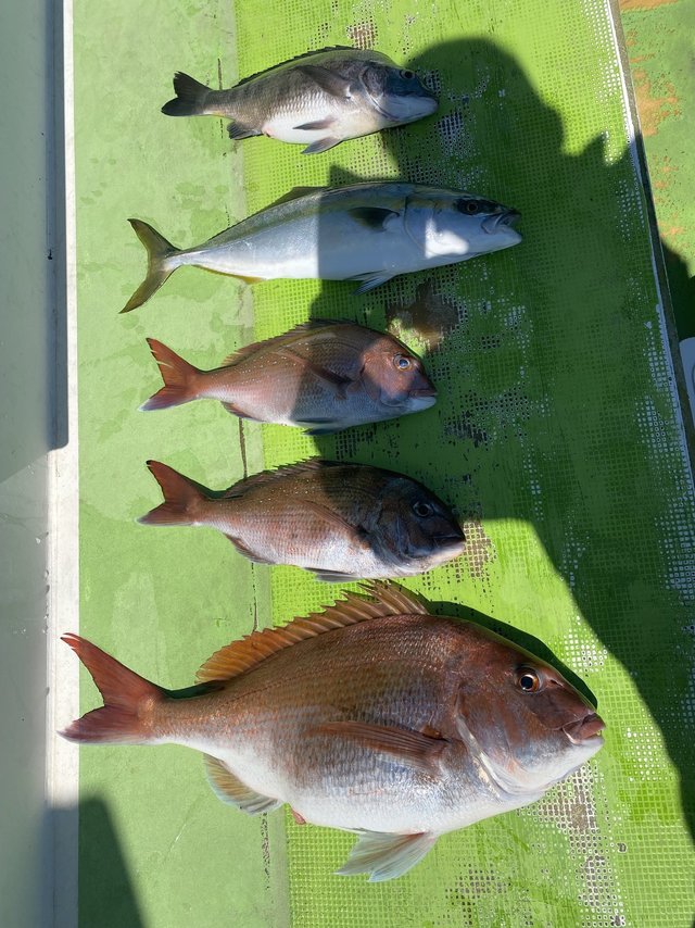 マダイ・クロダイ・イナダ(ブリ)