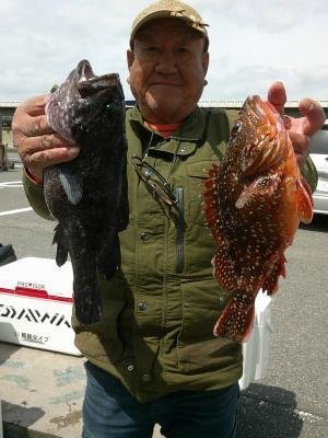 ソイ(クロソイ)・ウッカリカサゴ