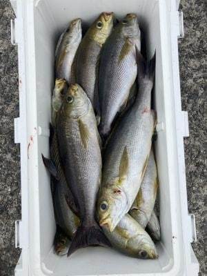 イサギ(イサキ)