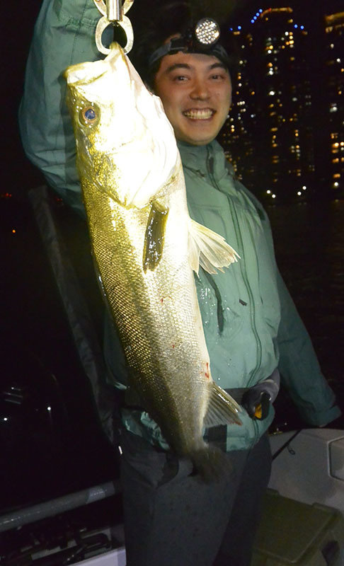 シーバス(スズキ)