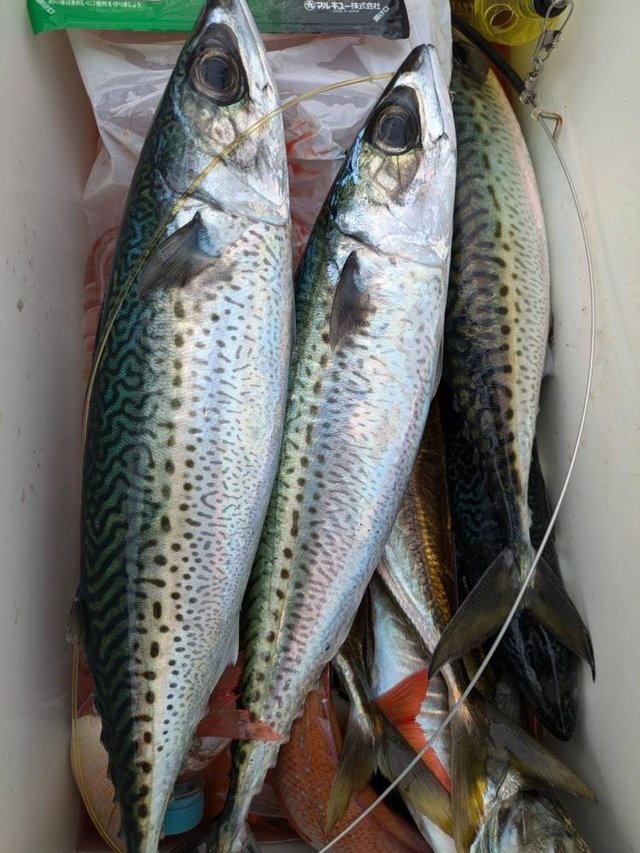 ハナダイ(チダイ)・アジ(マアジ)・サバ(ゴマサバ)