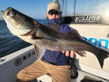 シーバス(スズキ)