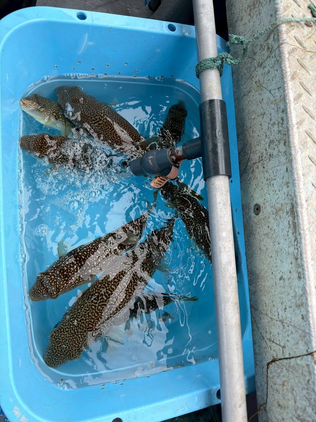 ショウサイフグ