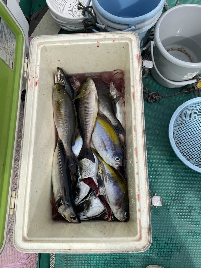 ウメイロ・イサギ(イサキ)・サバ(ゴマサバ)