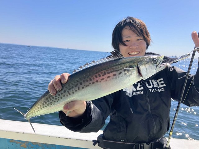 サゴシ(サワラ)