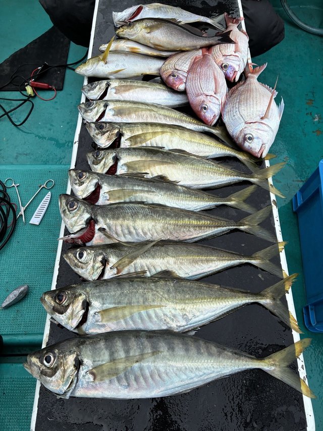 マダイ・マアジ