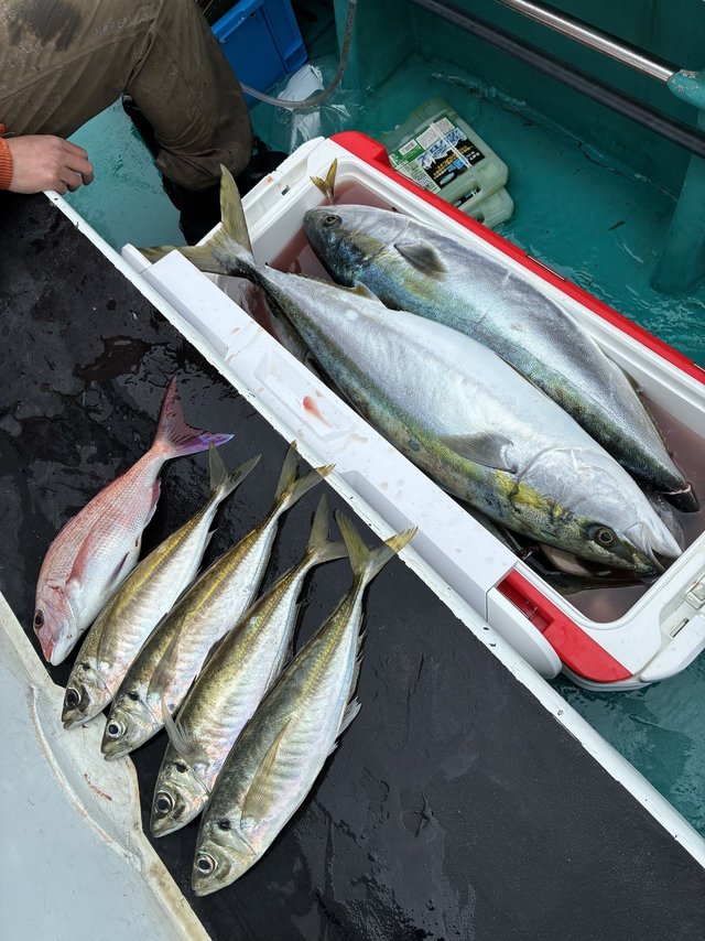 マダイ・マアジ・ブリ