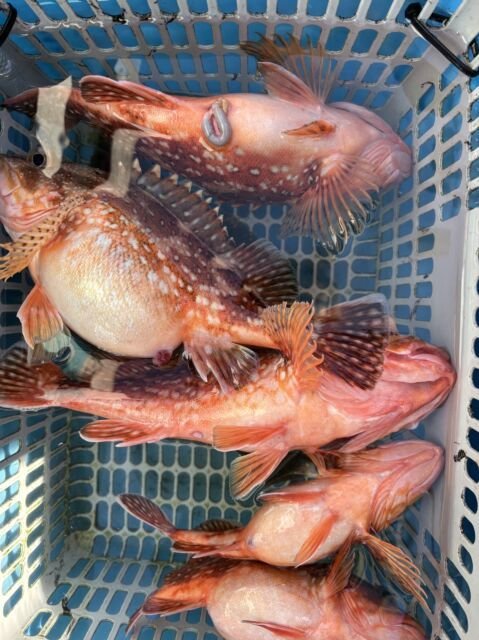 ガシラ(カサゴ)