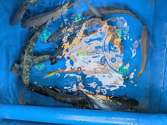 アジ(マアジ)・マサバ