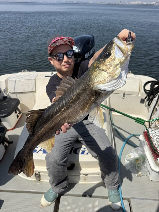 シーバス(スズキ)