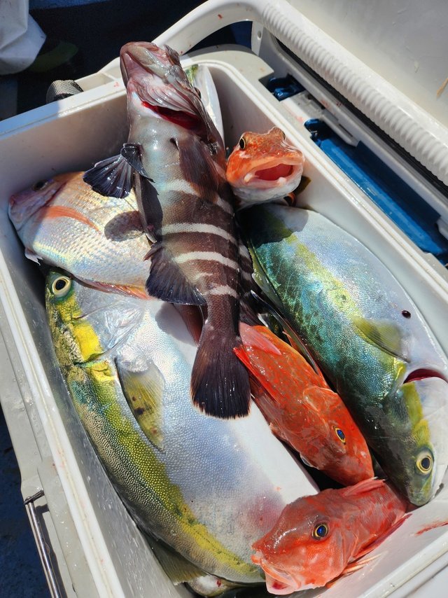 ハナダイ(チダイ)・イナダ(ブリ)・ホウボウ