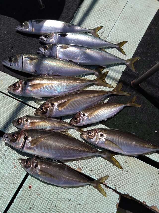 アジ(マアジ)・サバ(マサバ)