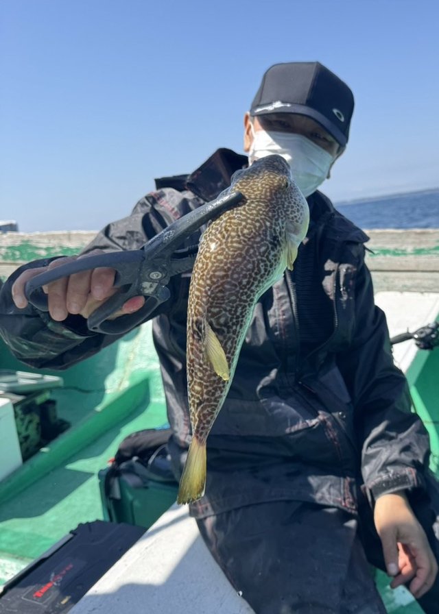 ショウサイフグ