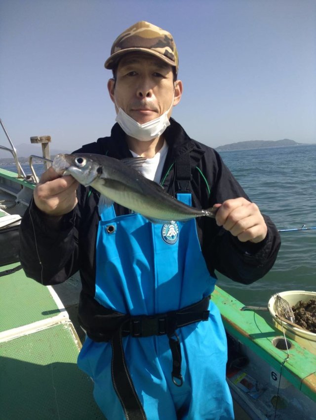アジ(マアジ)