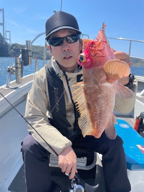 アコウ(キジハタ)