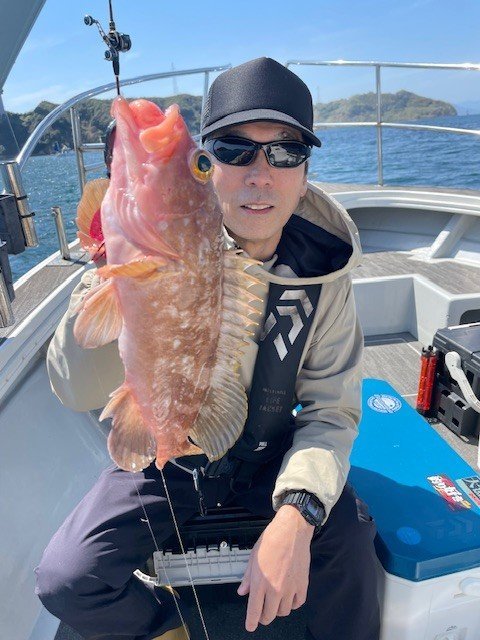 アコウ(キジハタ)