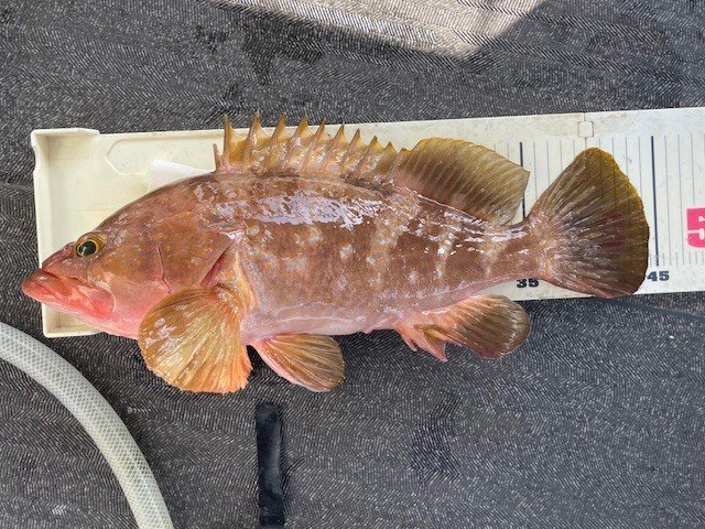 アコウ(キジハタ)