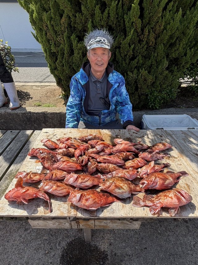 ガシラ(カサゴ)