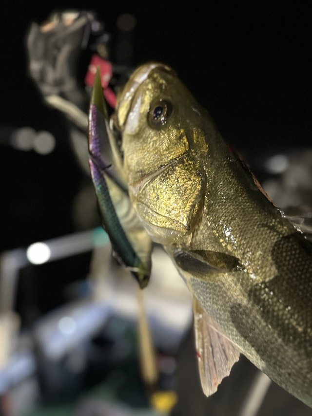 シーバス(スズキ)